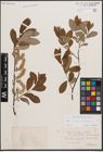 Foto von Salix cinerea L. x Salix starkeana Willd.